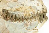 Fossil Oreodont (Merycoidodon) Skull - South Dakota #217195-2